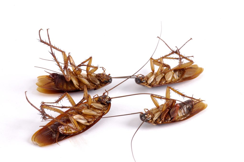 Cockroach Pest Control