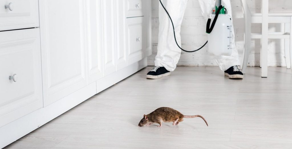 Rodent control