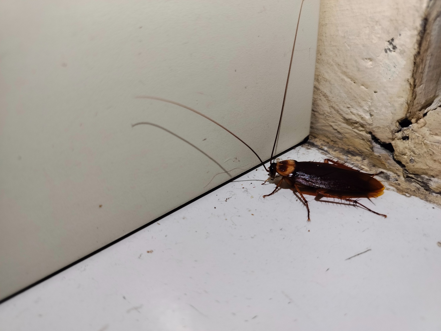 Cockroach treatment