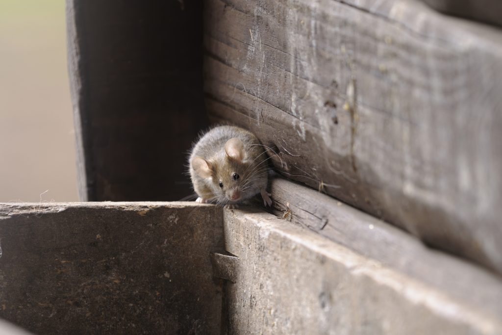 Rodent Exclusion vs. Rodent Control