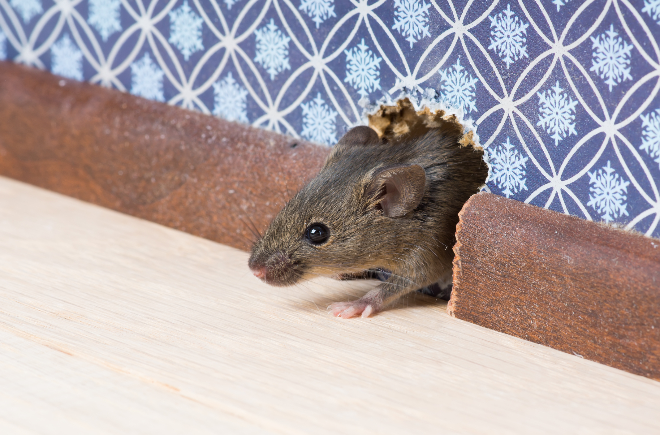 Rodent control services