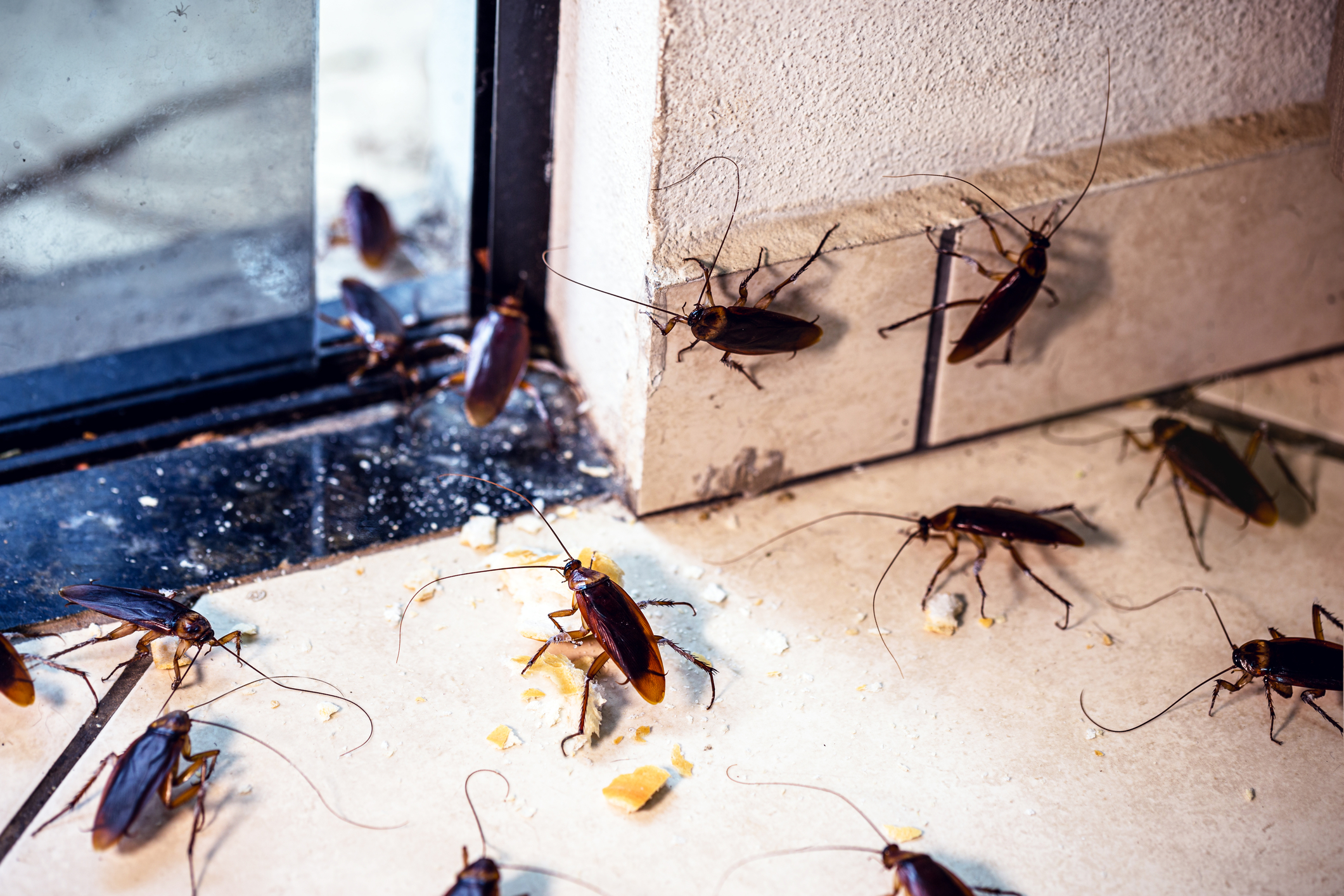 Emergency Pest Control Management