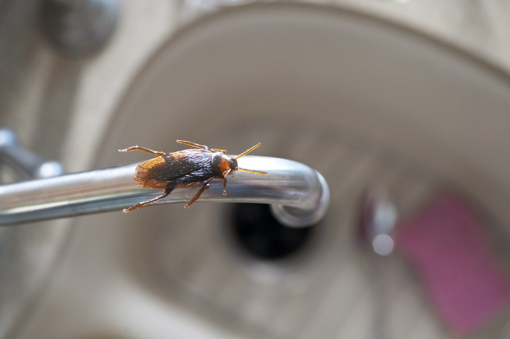 Pest control services