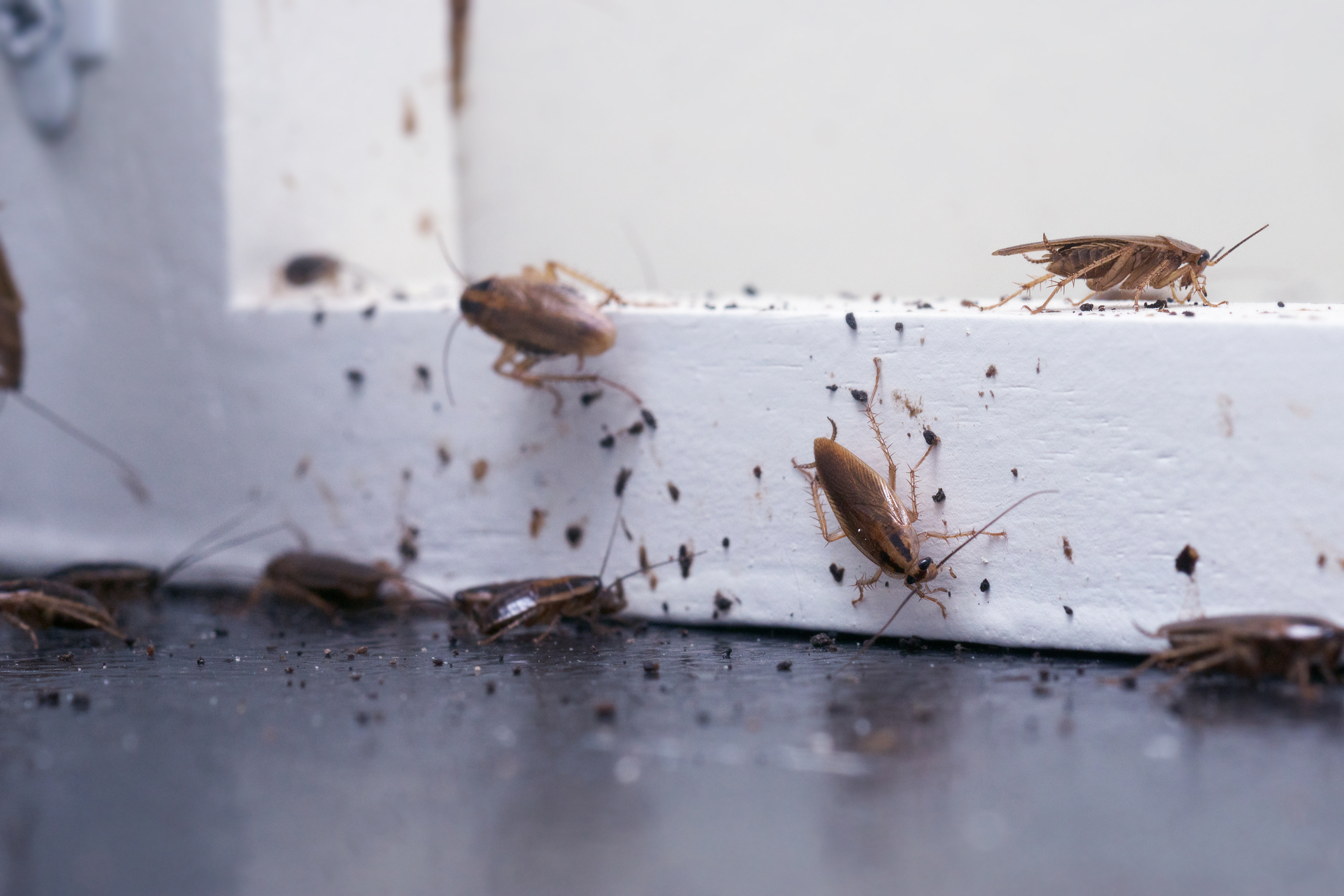 What Are Cockroach Treatment Strategies for Active Infestations