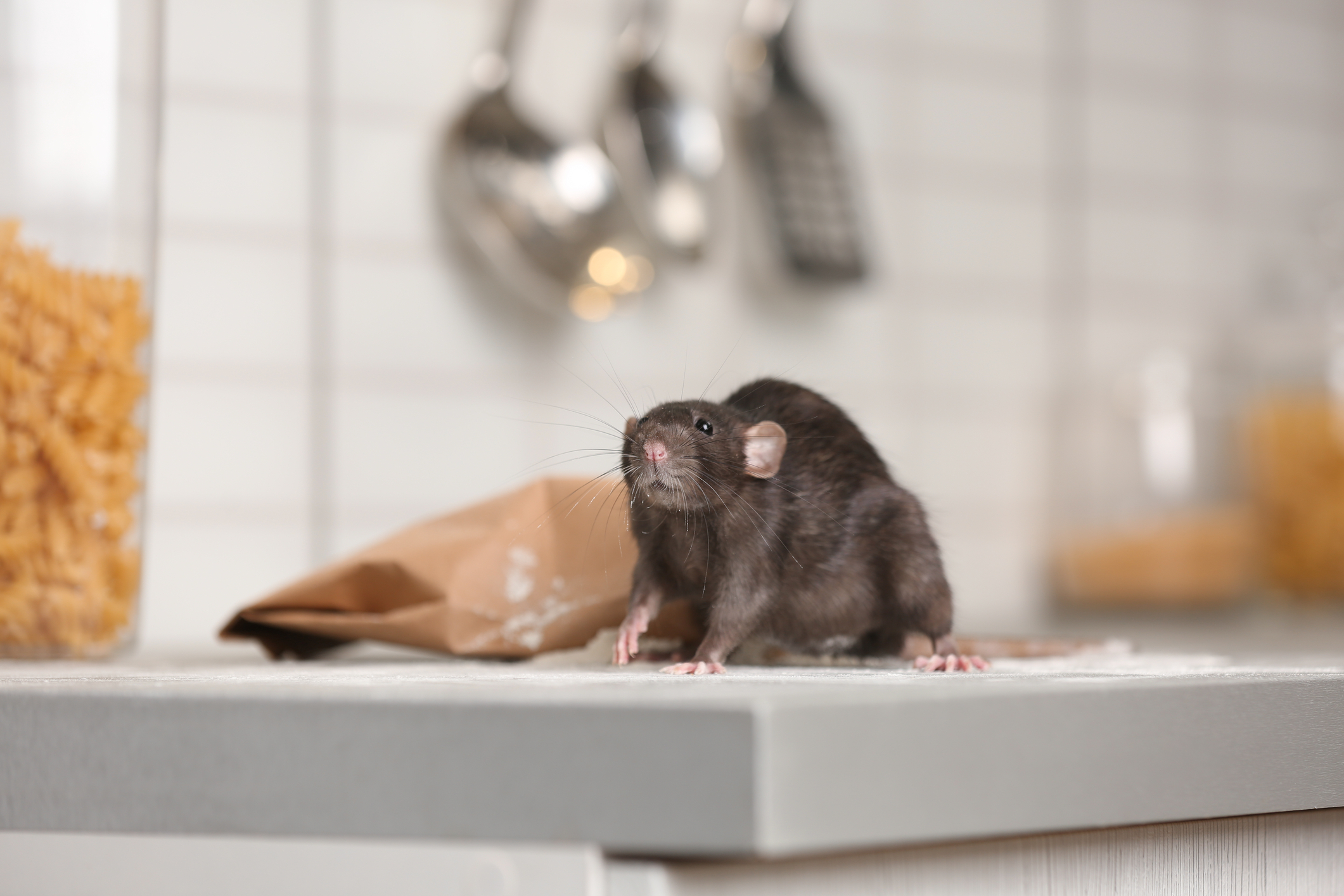 Why Expert Rodent Exclusion Planning Prevents Rodent Infestations
