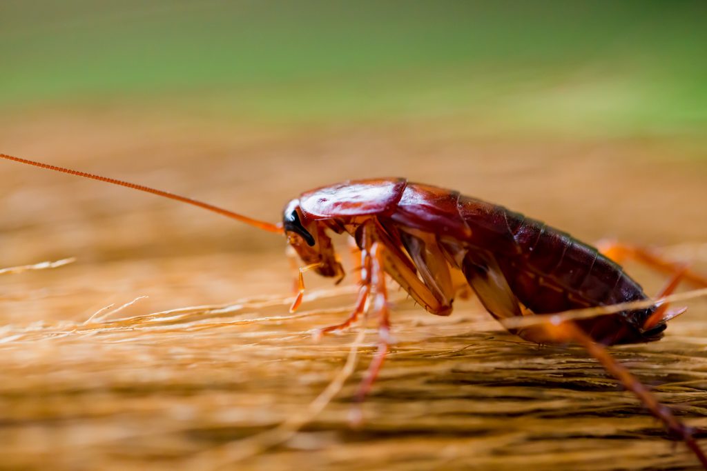 Cockroach treatment services