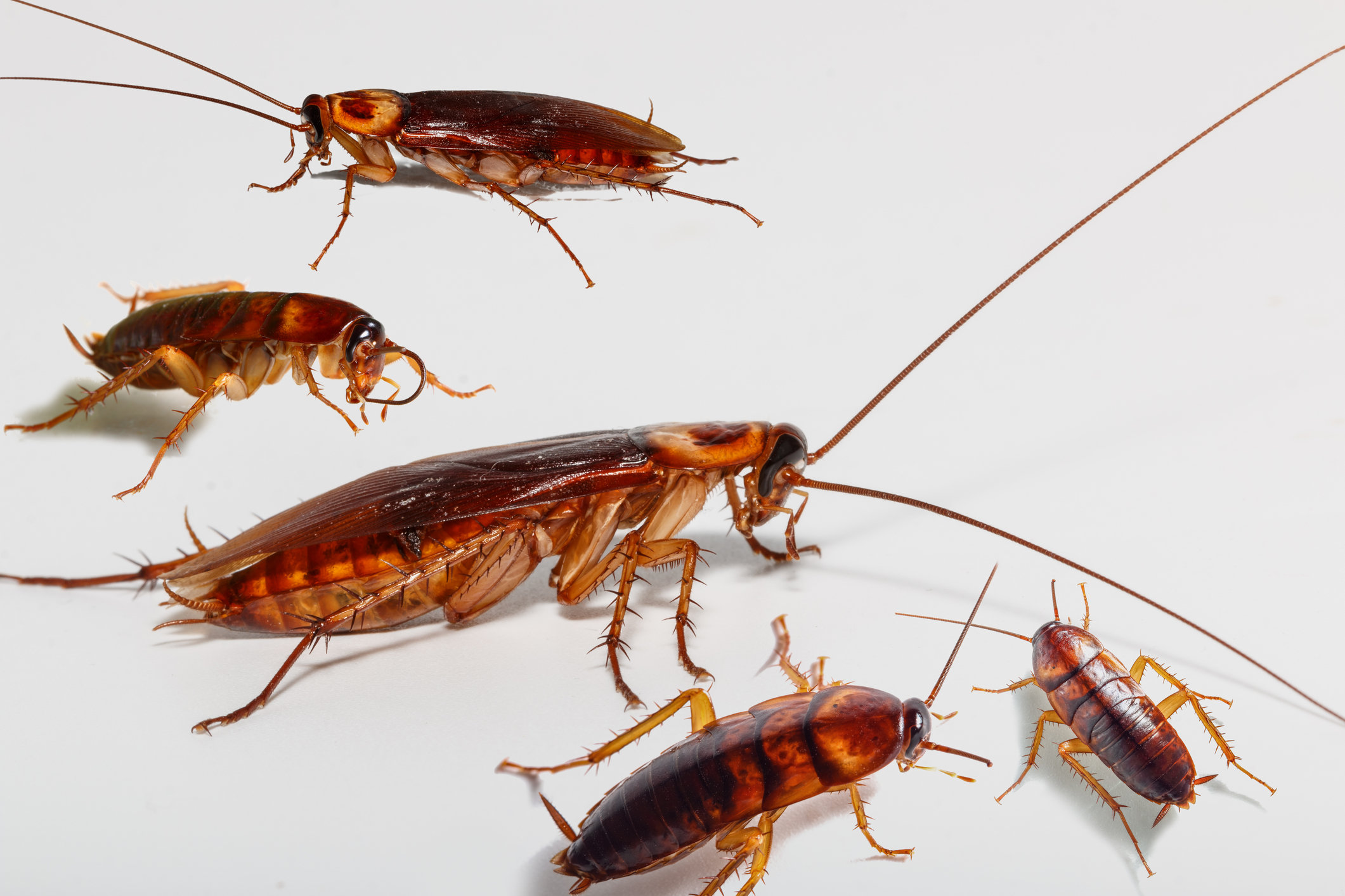 Common Causes of Cockroach Infestations