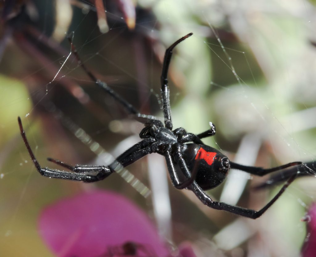 Effective Spider Extermination