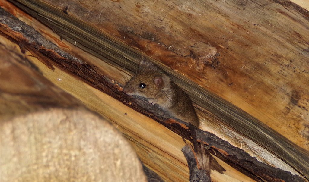 How Much Does a Mouse Exterminator Cost