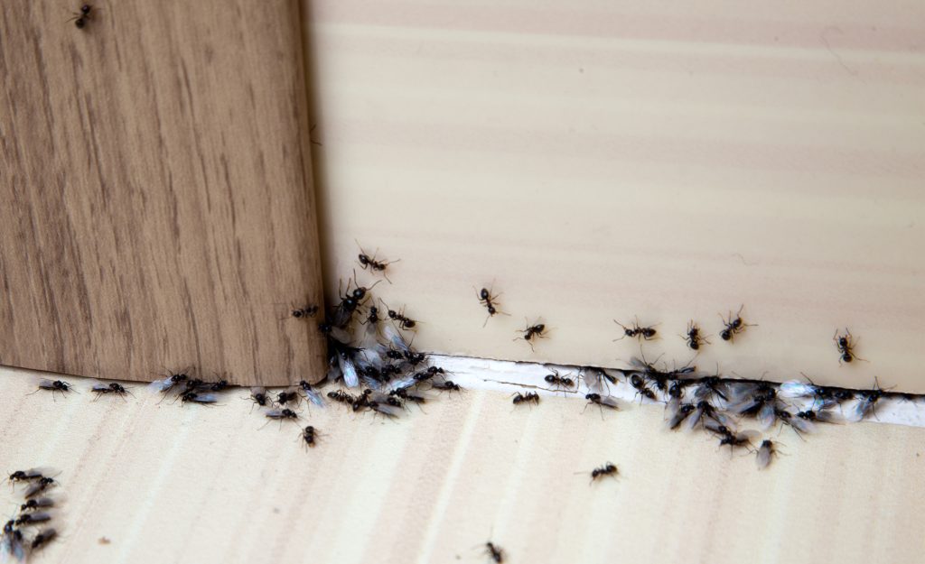 Pest control services