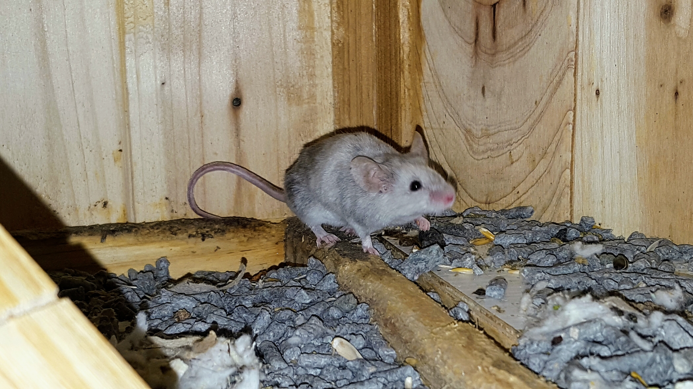 Rodent exclusion services