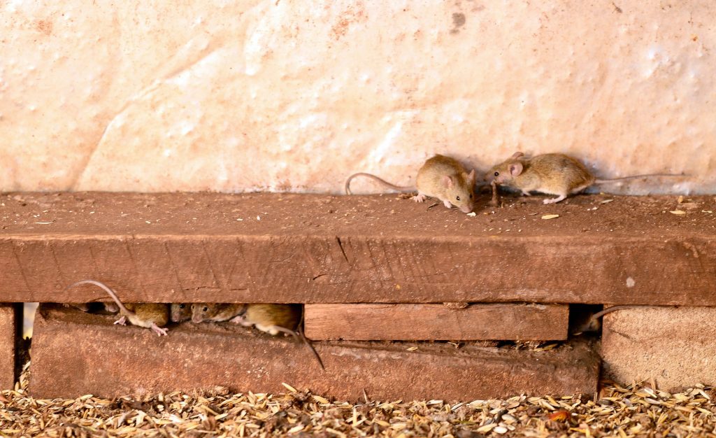 Mice infestation