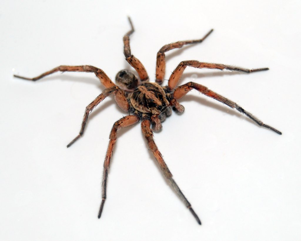 Brown recluse spider poisonous spider