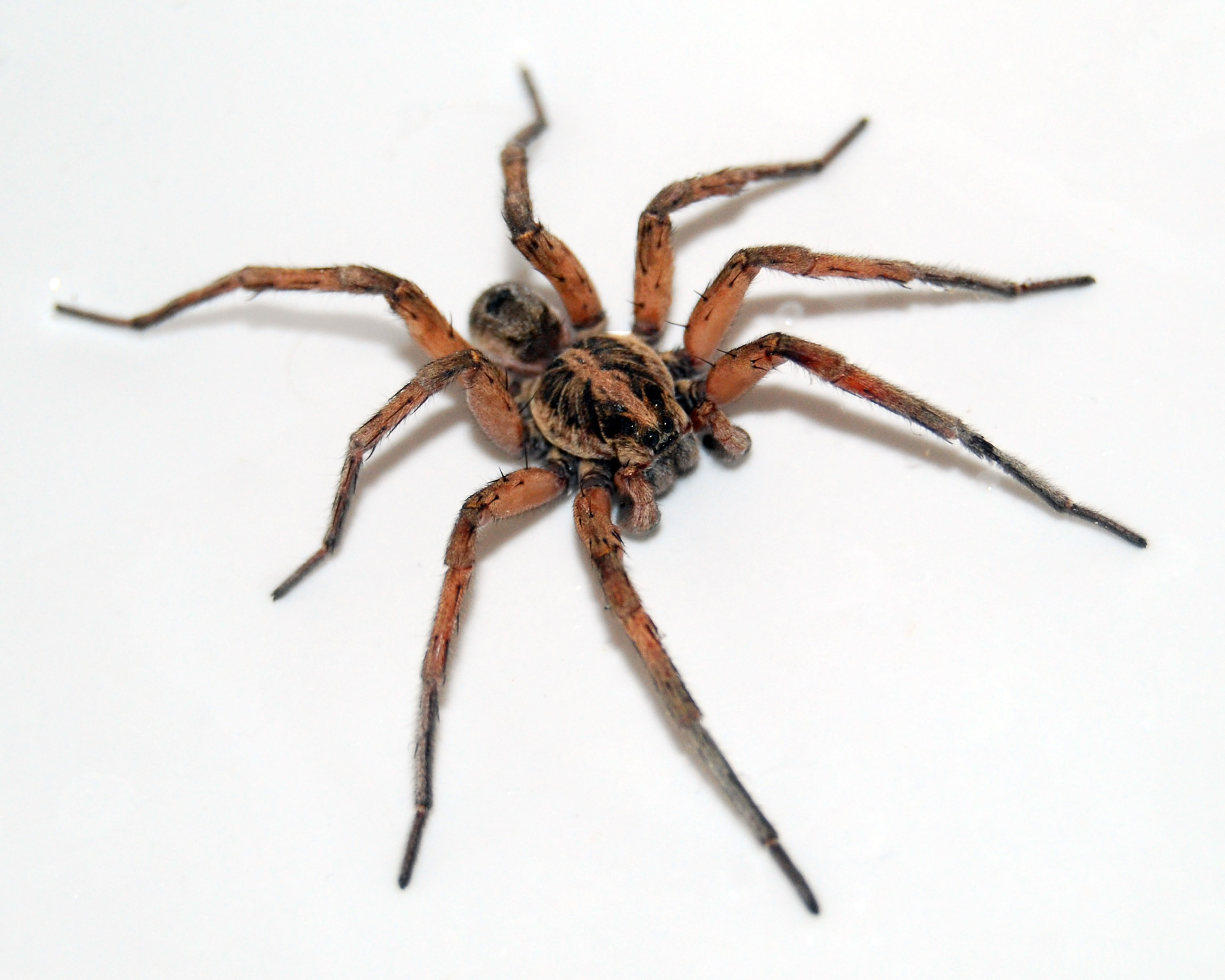 Brown recluse spider poisonous spider