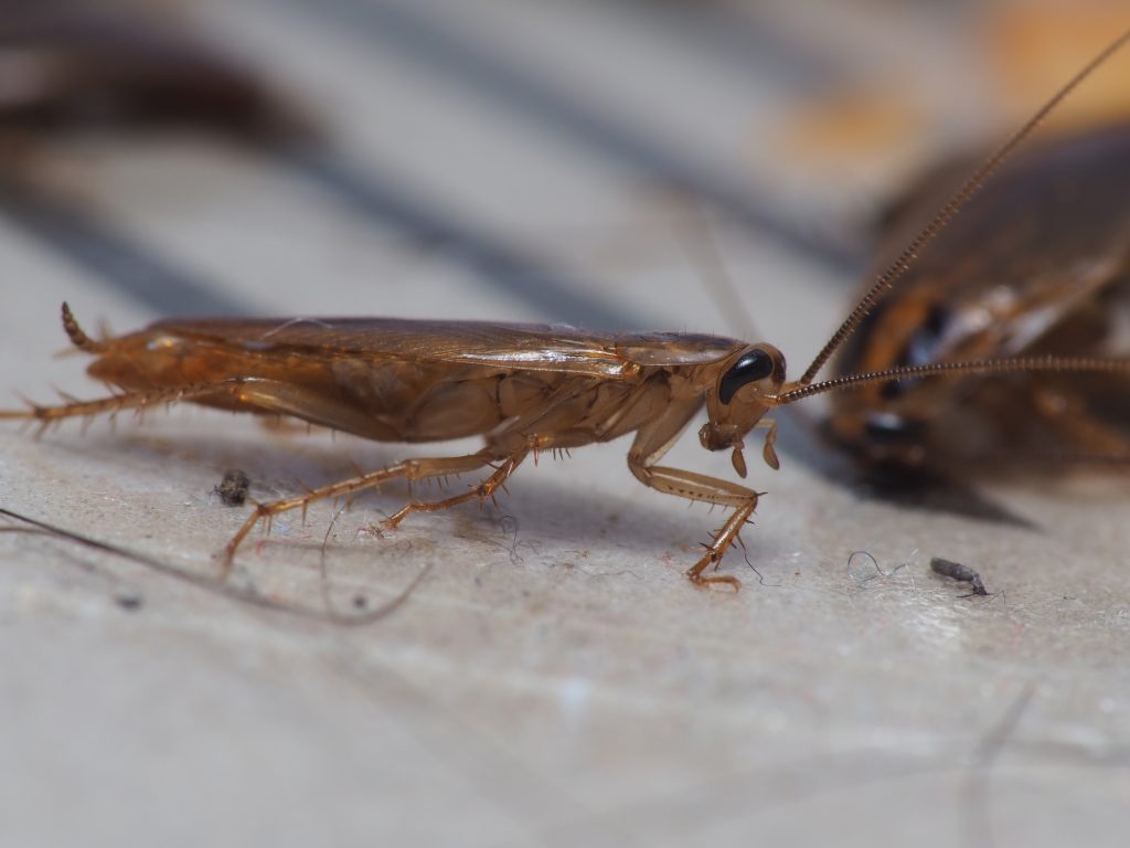 German Roach Infestation Causes