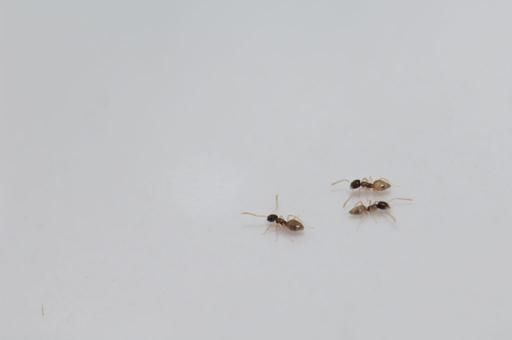 Ghost Ants vs Sugar Ants