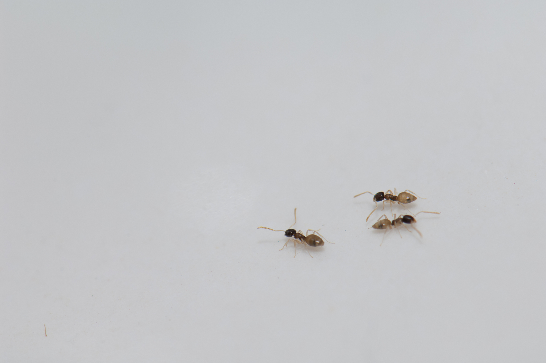 Ghost Ants vs Sugar Ants