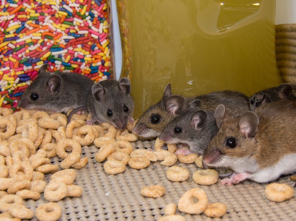 Mice removal services in Albuquerque, NM