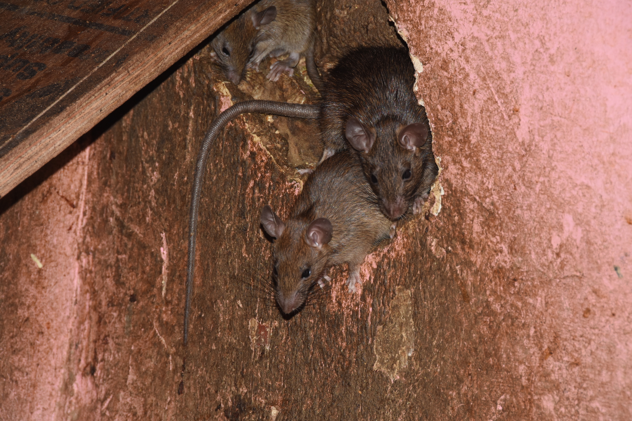 Rodent control services in Albuquerque, NM