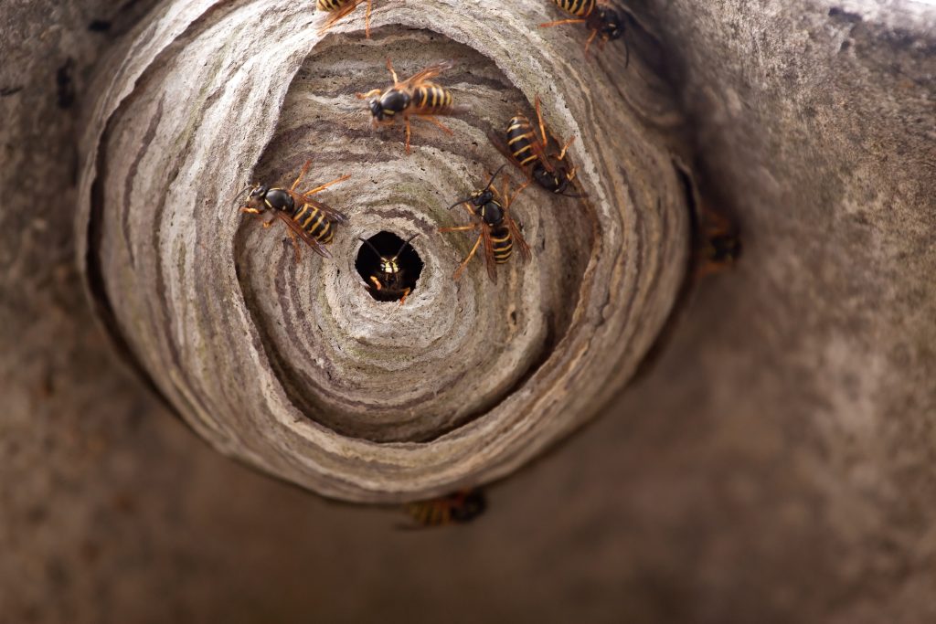 Wasp nest removal