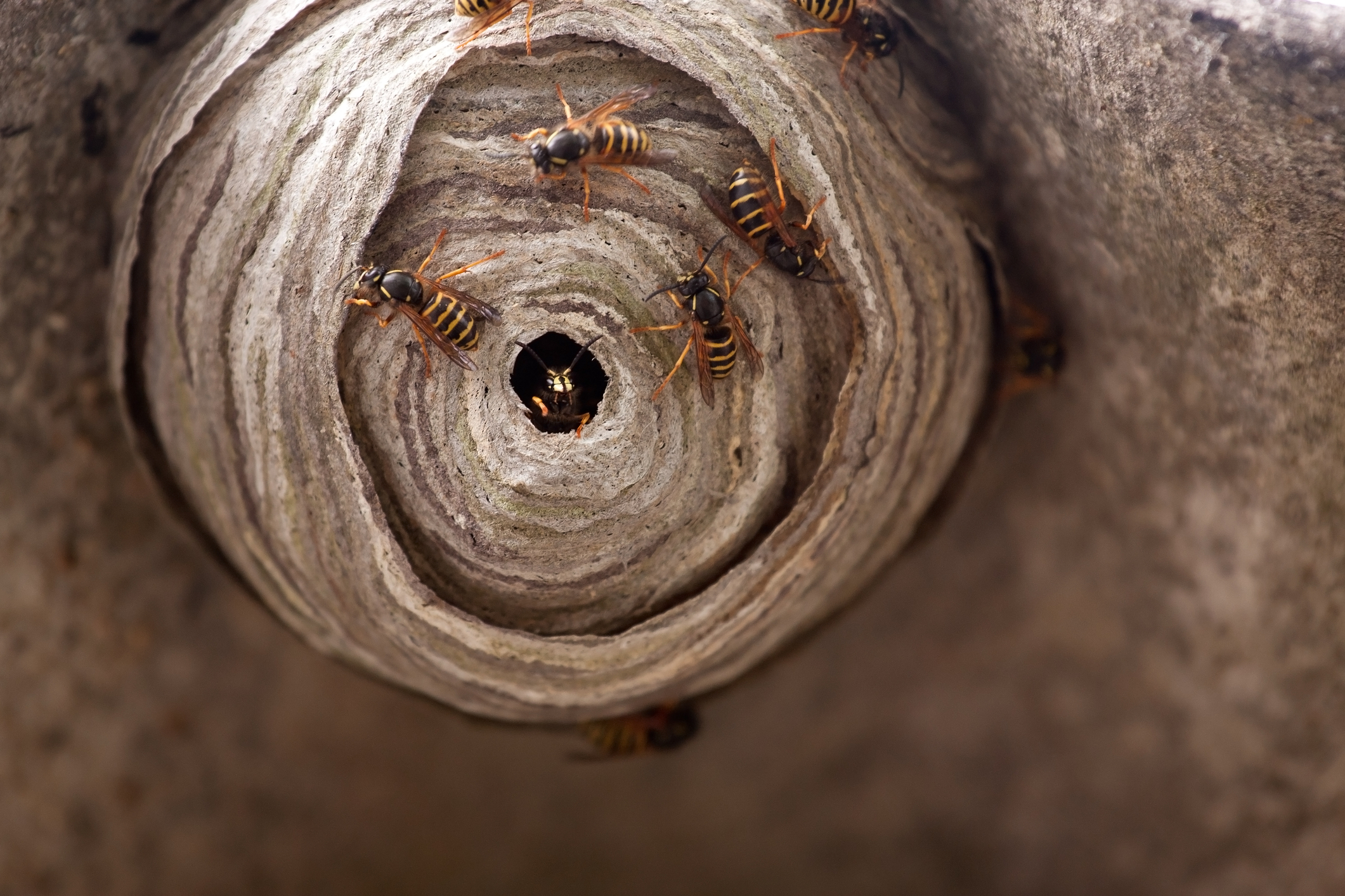 Wasp nest removal