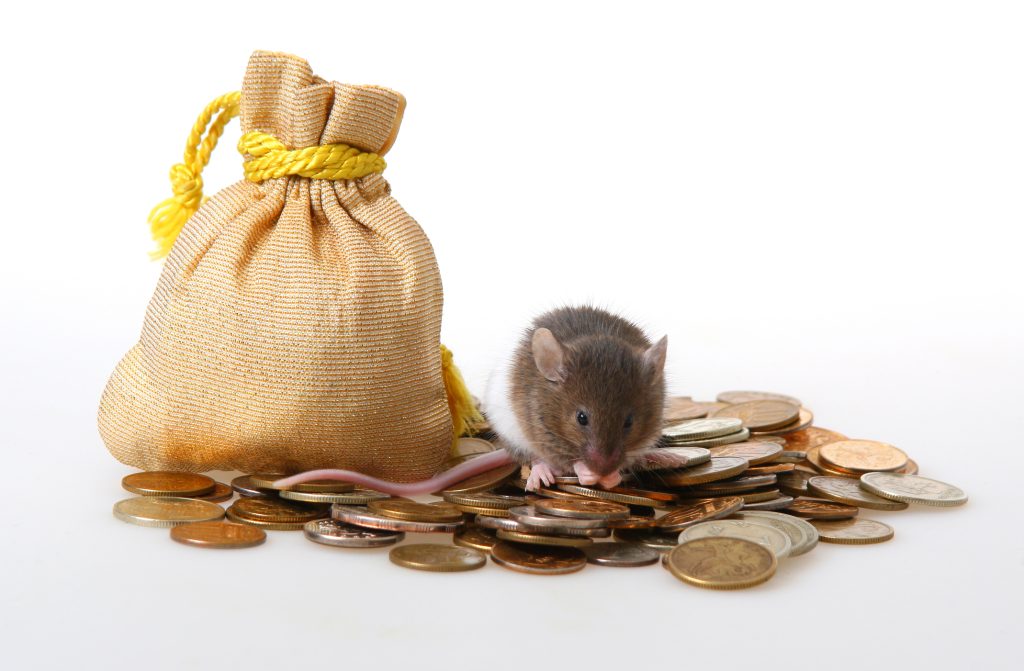 Pest control services in Albuquerque, NM